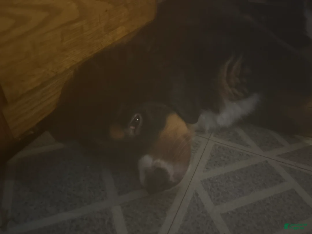 Bernese Mountain Dog dogs for sale: Bernese Mountain Dog Puppy 4 - Ad 1