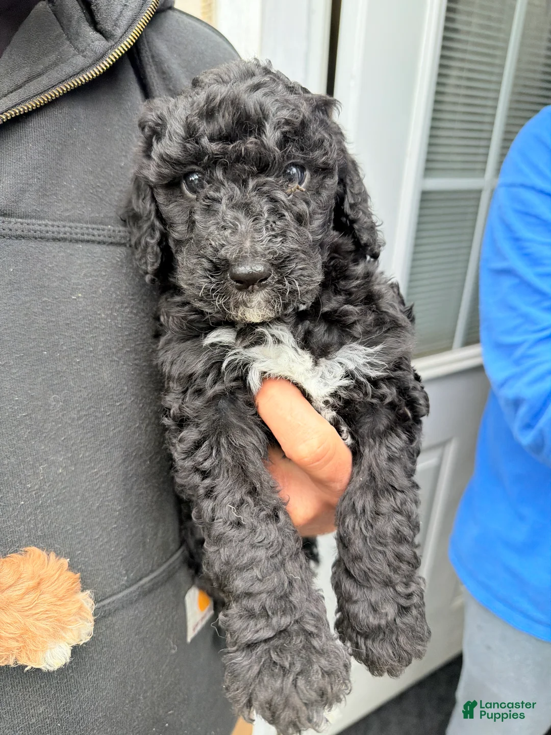 Double Doodle dogs for sale: Salem  - Ad 1