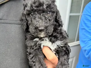 Double Doodle dogs Salem - Ad 6