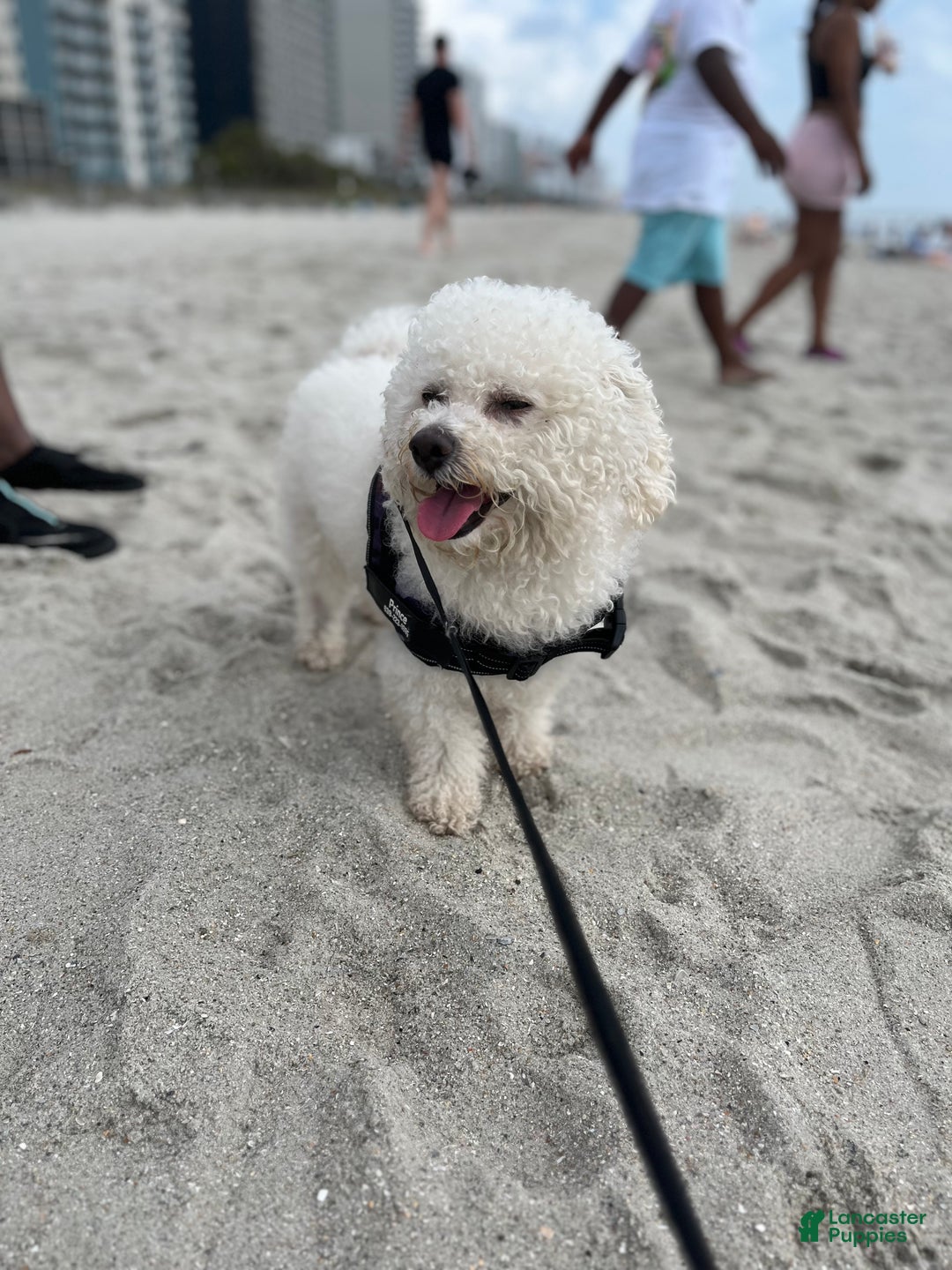 Bichon Frise dogs for stud: Meet Prince - Proven Bichon Frise Stud - Ad 6