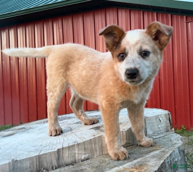 Australian Cattle Dog dogs for sale: Toby Keith_Male - Ad 5