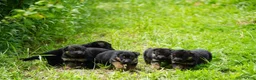 German Shepherd dogs for sale: German Shepherd 1 - Ad 10