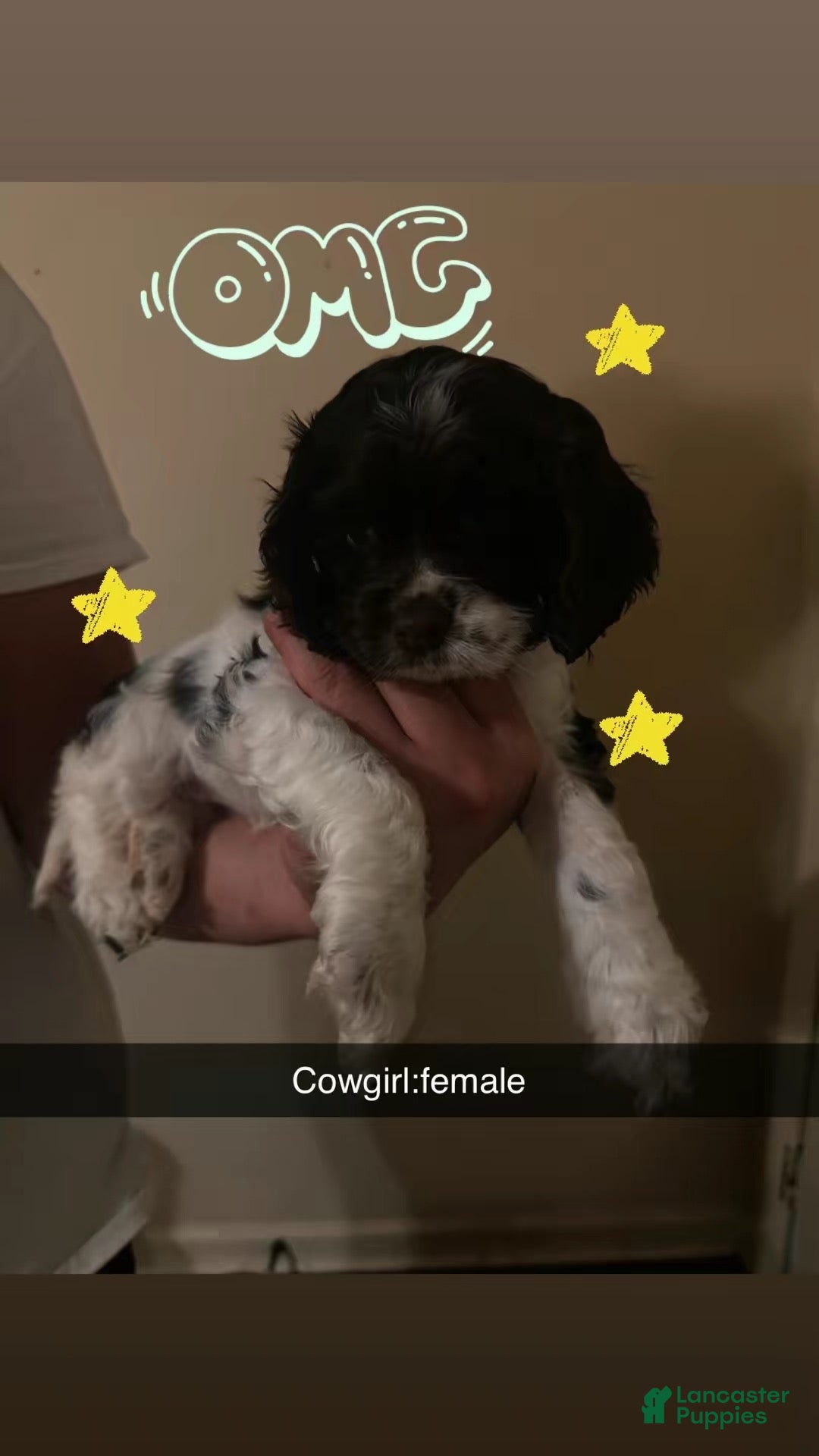 Cocker Spaniel dogs Cowgirl  - Ad 3