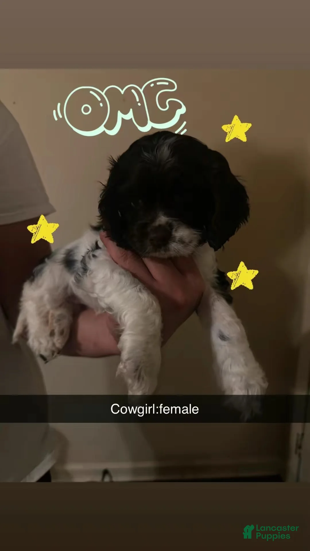 Cocker Spaniel dogs for sale: Cowgirl  - Ad 1