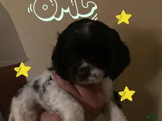 Cocker Spaniel dogs Cowgirl - Ad 3