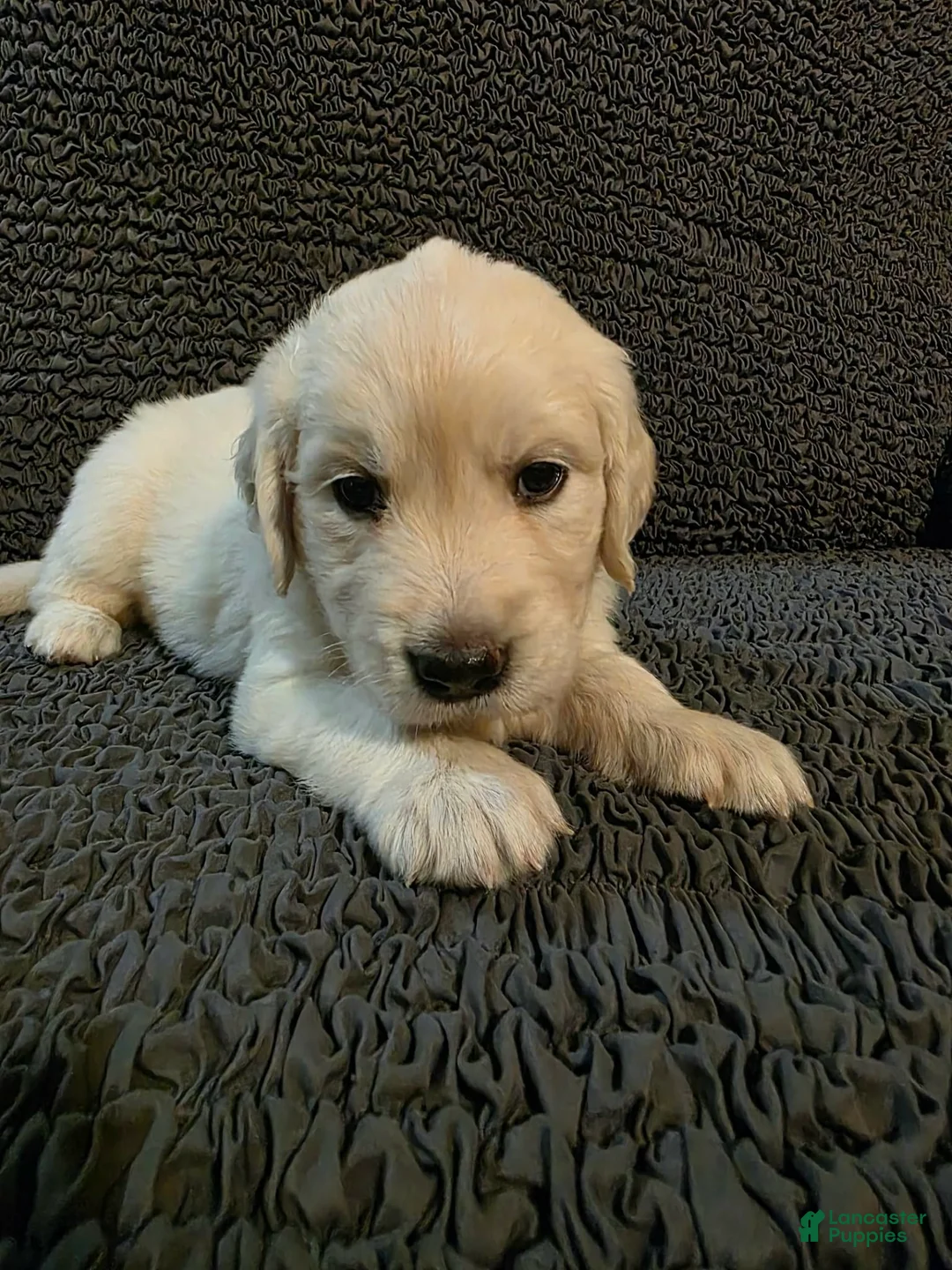 Golden Retriever dogs for sale: Sweetie - Ad 1