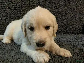 Golden Retriever dogs Sweetie - Ad 12