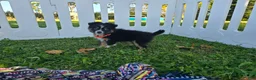 Toy Australian Shepherd dogs for sale: Boy 1 - Ad 4