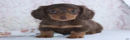 Miniature Dachshund dogs for sale: Felix - Ad 4