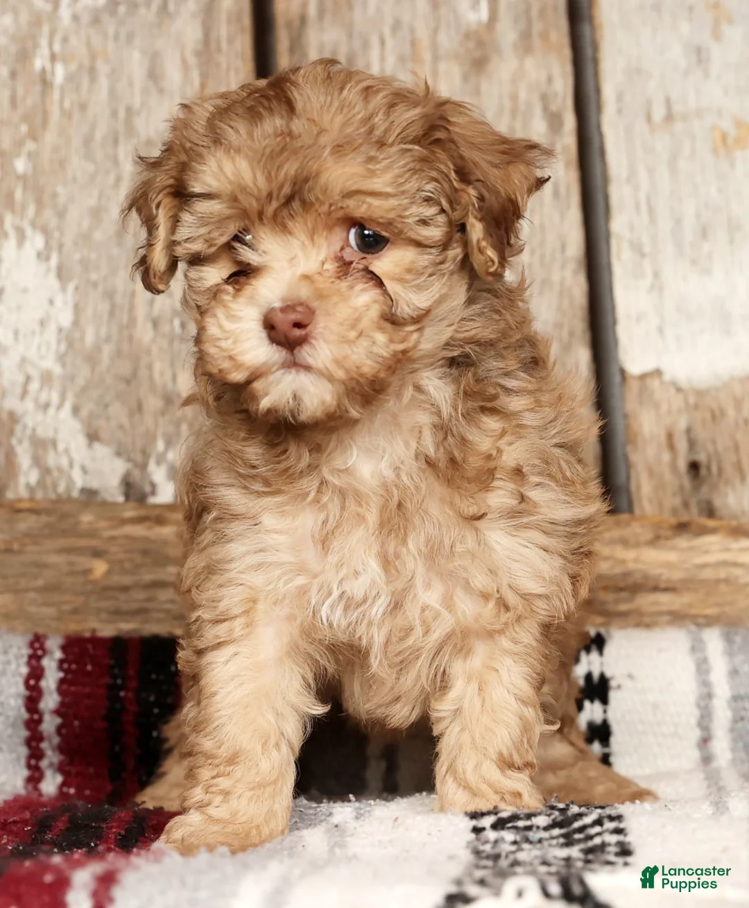 Havapoo dogs for sale: Sophie - Ad 2