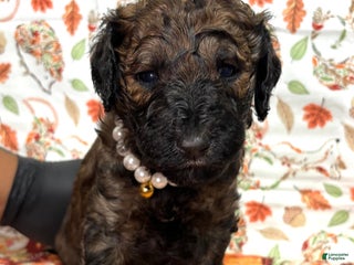 Goldendoodle dogs - Ad 2