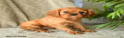 Cavalier King Charles Spaniel dogs for sale: Adeleine - Ad 3