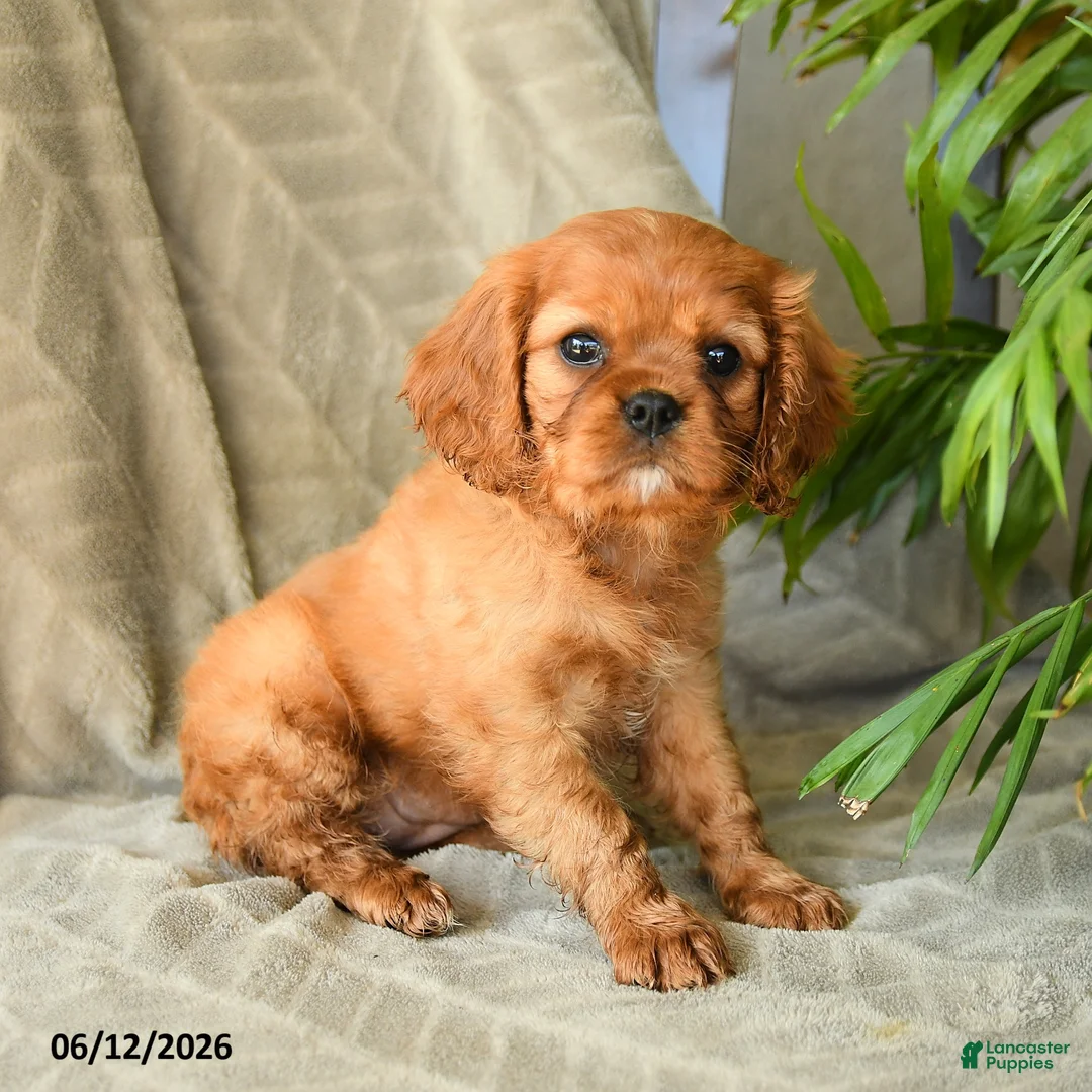 Cavalier King Charles Spaniel dogs for sale: Adeleine - Ad 3