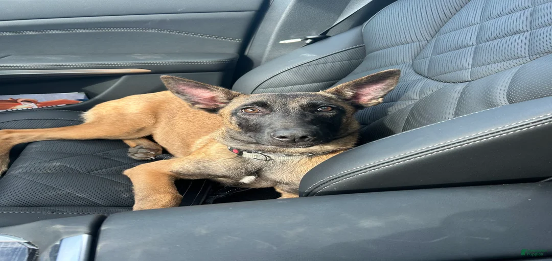 Gallery Image {{count}}