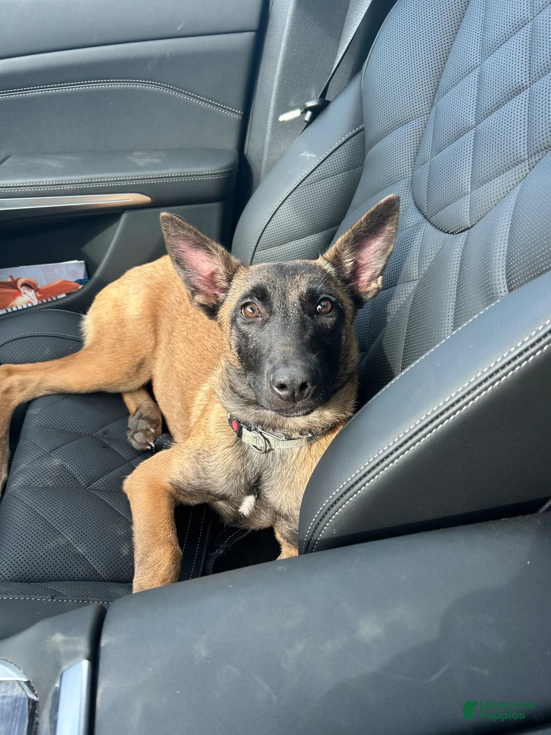 Gallery Image {{count}}