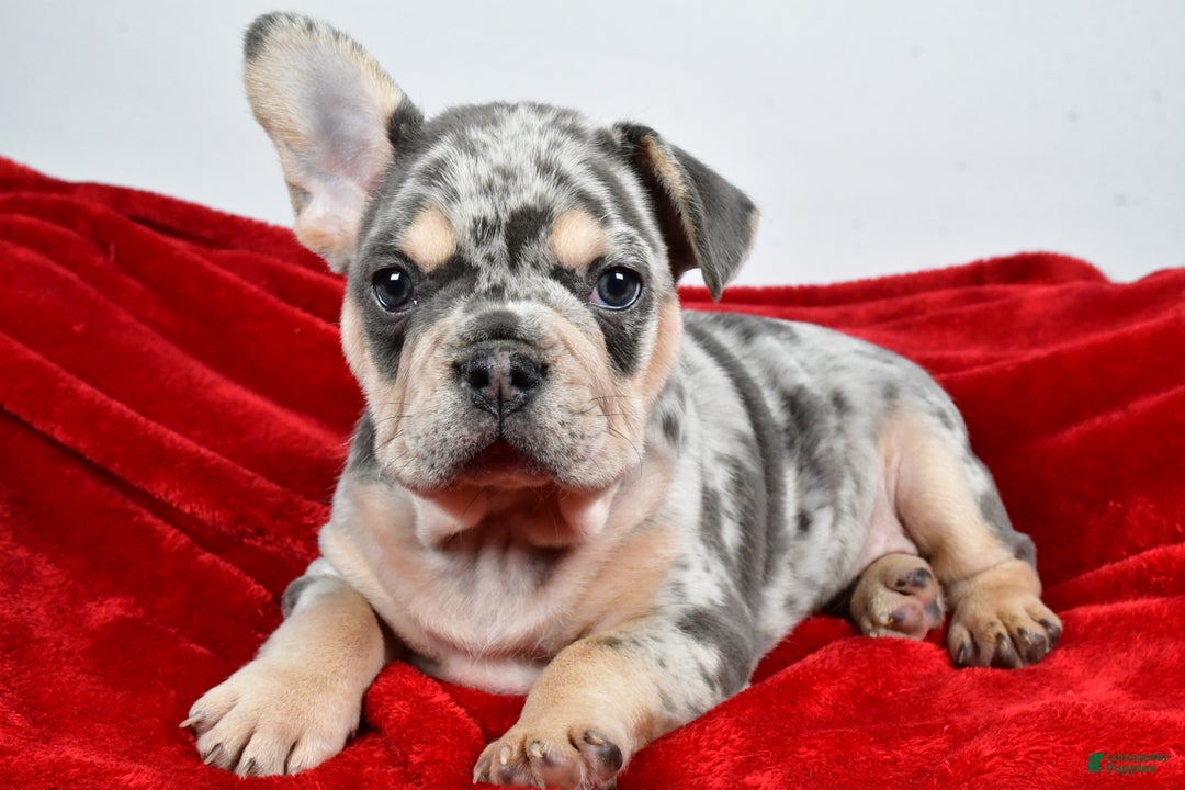 French Bulldog dogs for sale:  Dasher - Ad 1