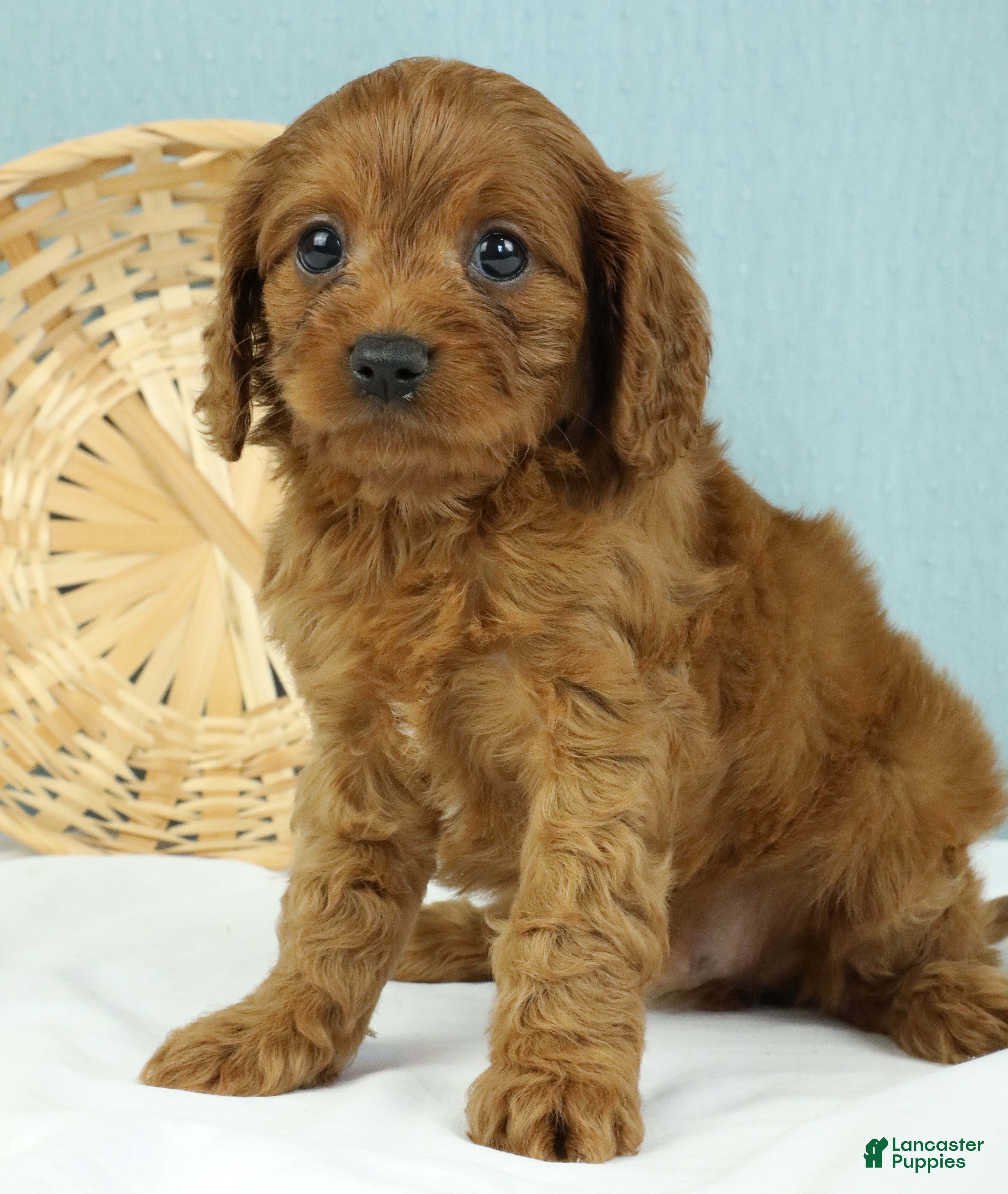 Cavapoo dogs Waffles 🧇 - Ad 2