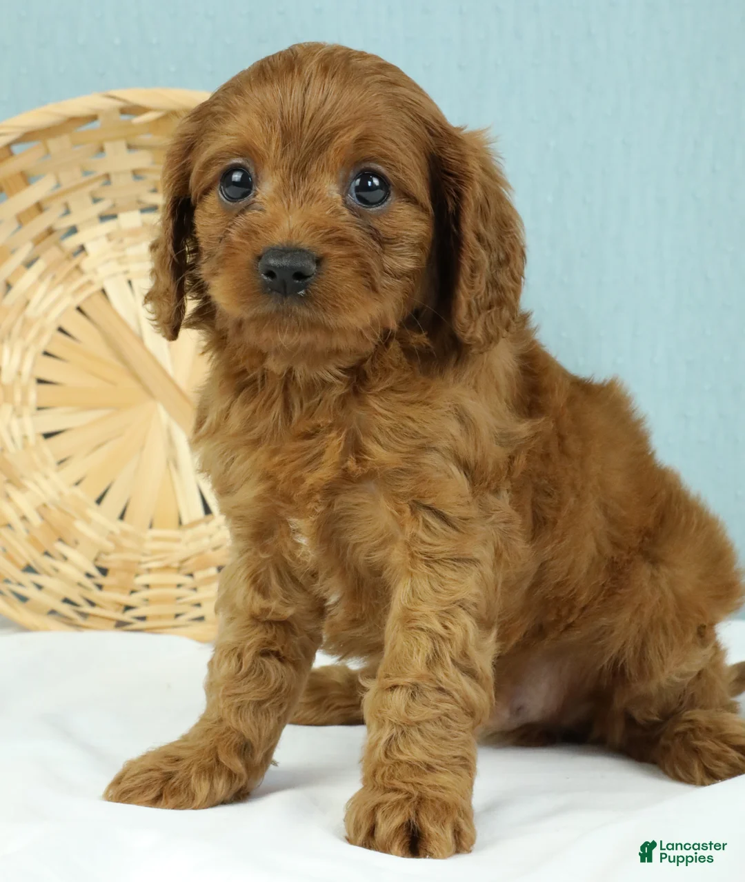 Cavapoo dogs for sale: Waffles 🧇 - Ad 2