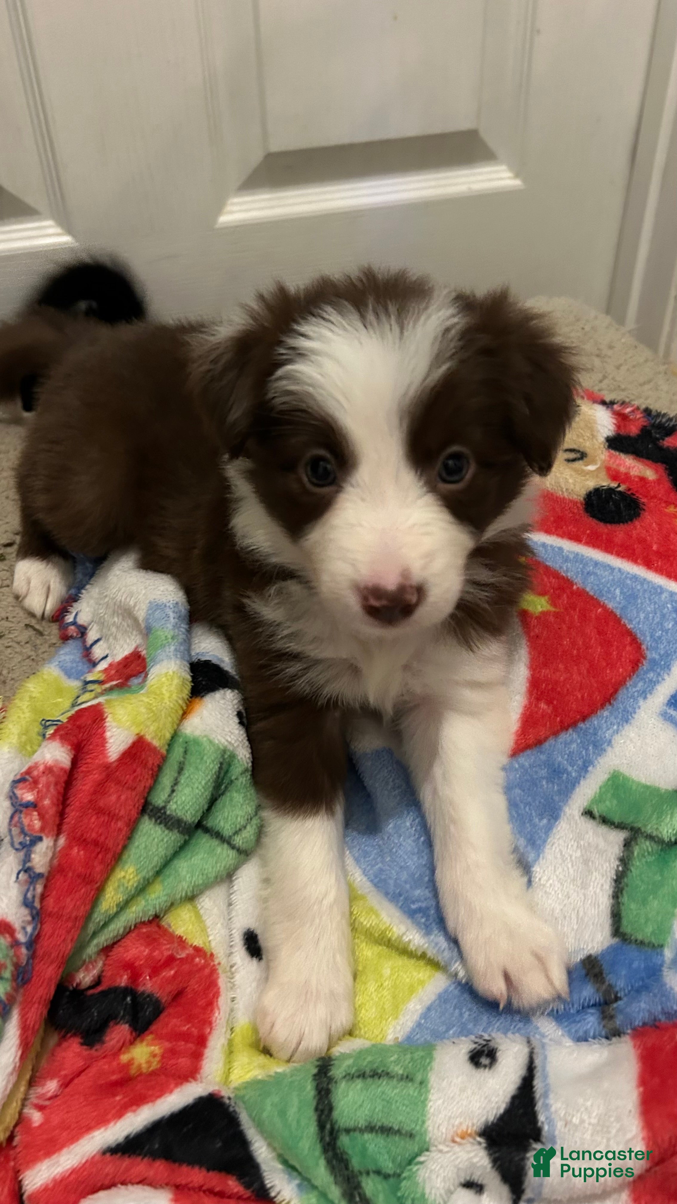 Border Collie dogs CeCe Winans - Ad 30