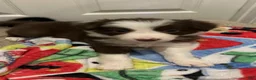 Border Collie dogs for sale: CeCe Winans - Ad 1