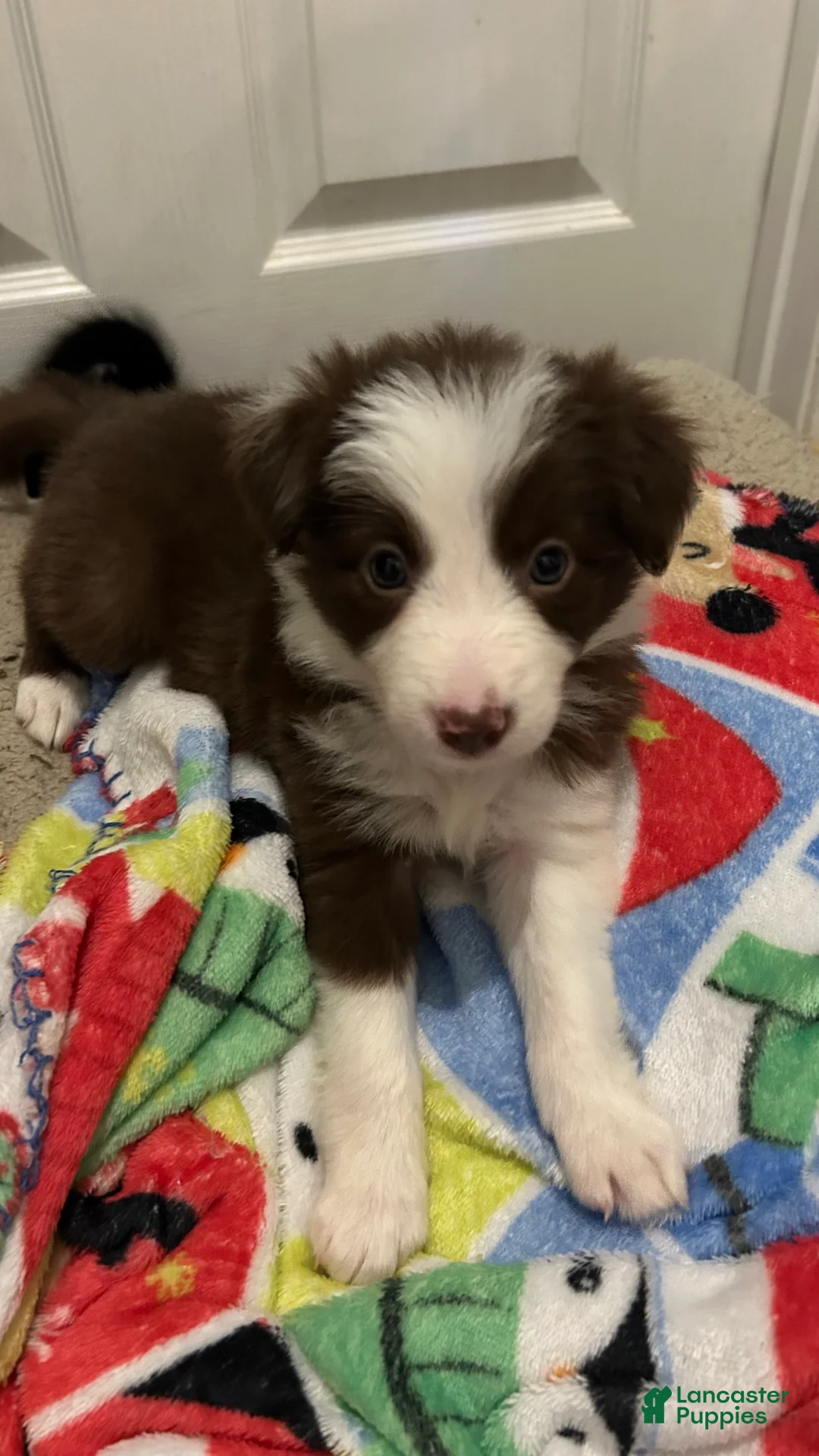 Border Collie dogs for sale: CeCe Winans - Ad 1