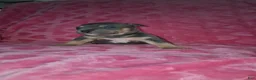 American Bully dogs for sale: American Bully Puppy 1 - Ad 7