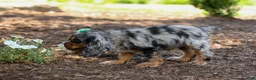 Cocker Spaniel dogs for sale: Letti 🐶💗 - Ad 5