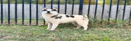 Siberian Husky dogs for stud: Carter - Ad 4