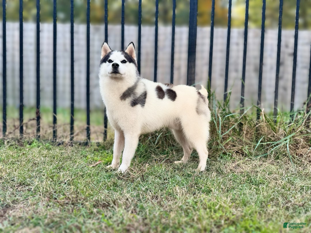 Siberian Husky dogs for stud: Carter - Ad 4