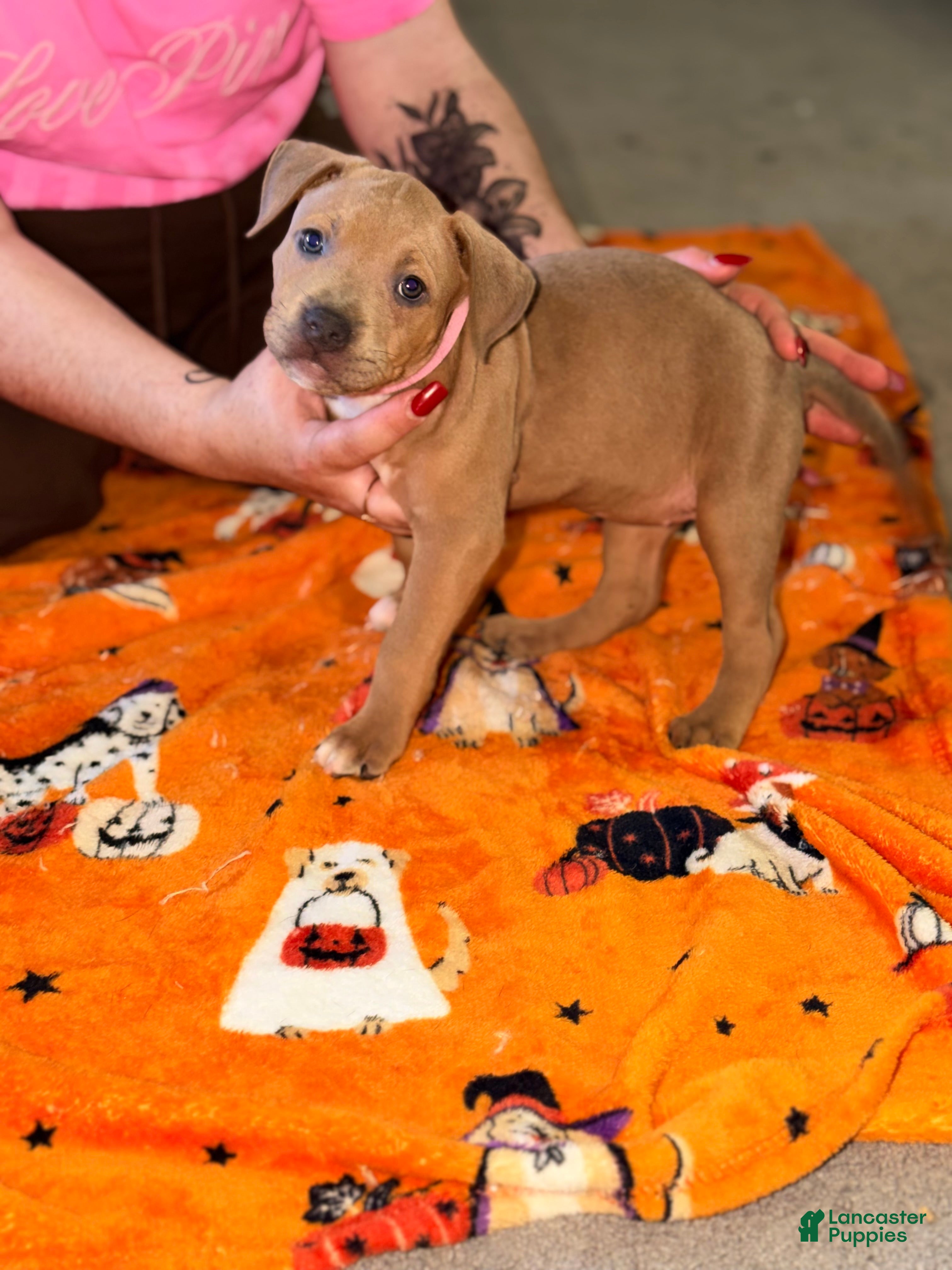 American Bully dogs for sale: American Bully 3 - Ad 18