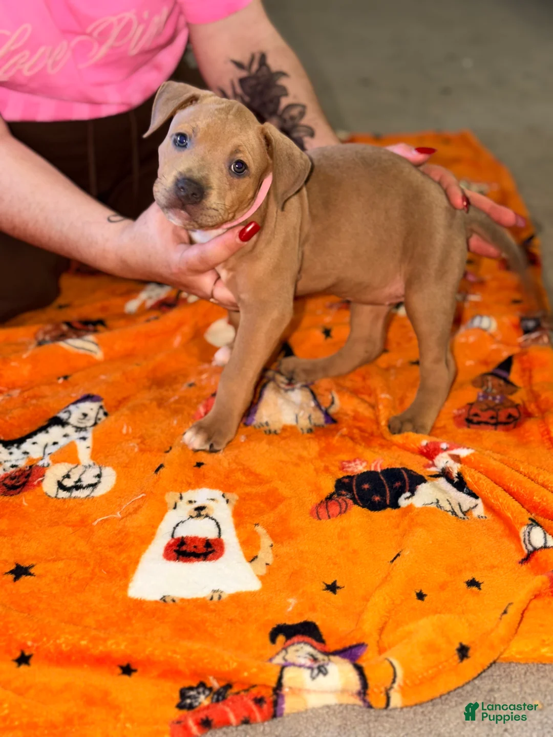 American Bully dogs for sale: American Bully 3 - Ad 1