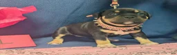 American Bully dogs for sale: American Bully 4 - Ad 2