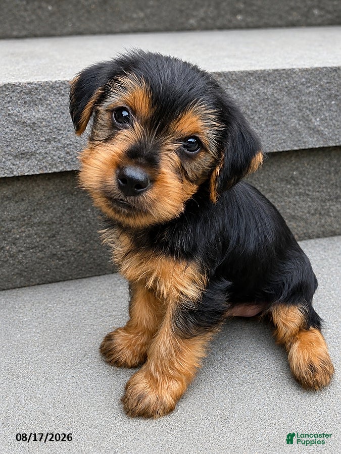 Yorkshire Terrier dogs Snoppy - Ad 2