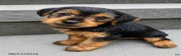 Yorkshire Terrier dogs for sale: Snoppy - Ad 2