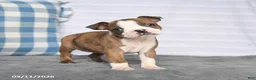 Boston Terrier dogs for sale: Rosie - Ad 1