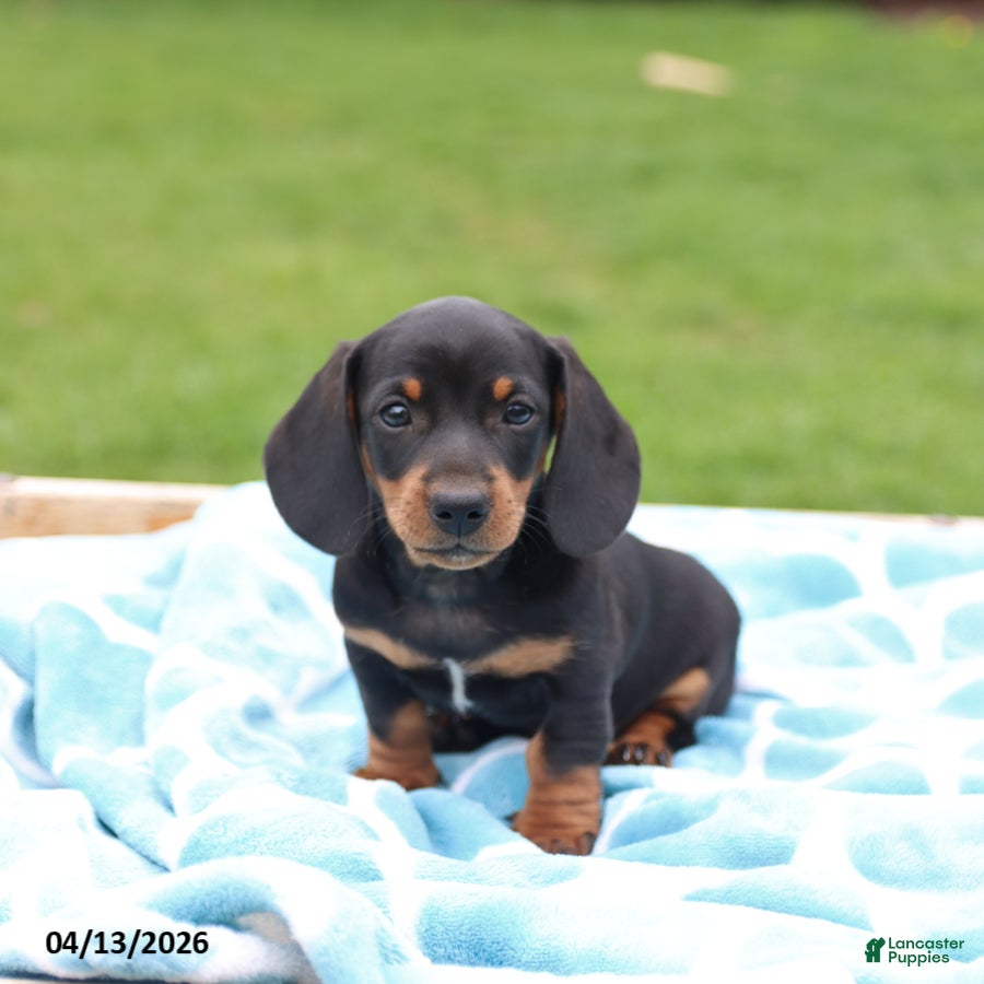 Miniature Dachshund dogs Lonnie - Ad 1