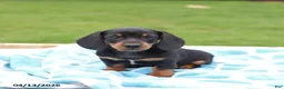 Miniature Dachshund dogs for sale: Lonnie - Ad 1
