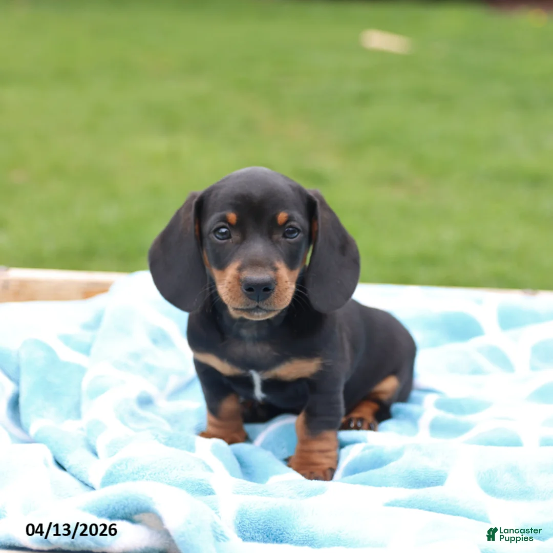 Miniature Dachshund dogs for sale: Lonnie - Ad 1