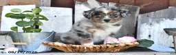Australian Shepherd dogs for sale: Ted - Ad 4