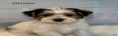 Oliver