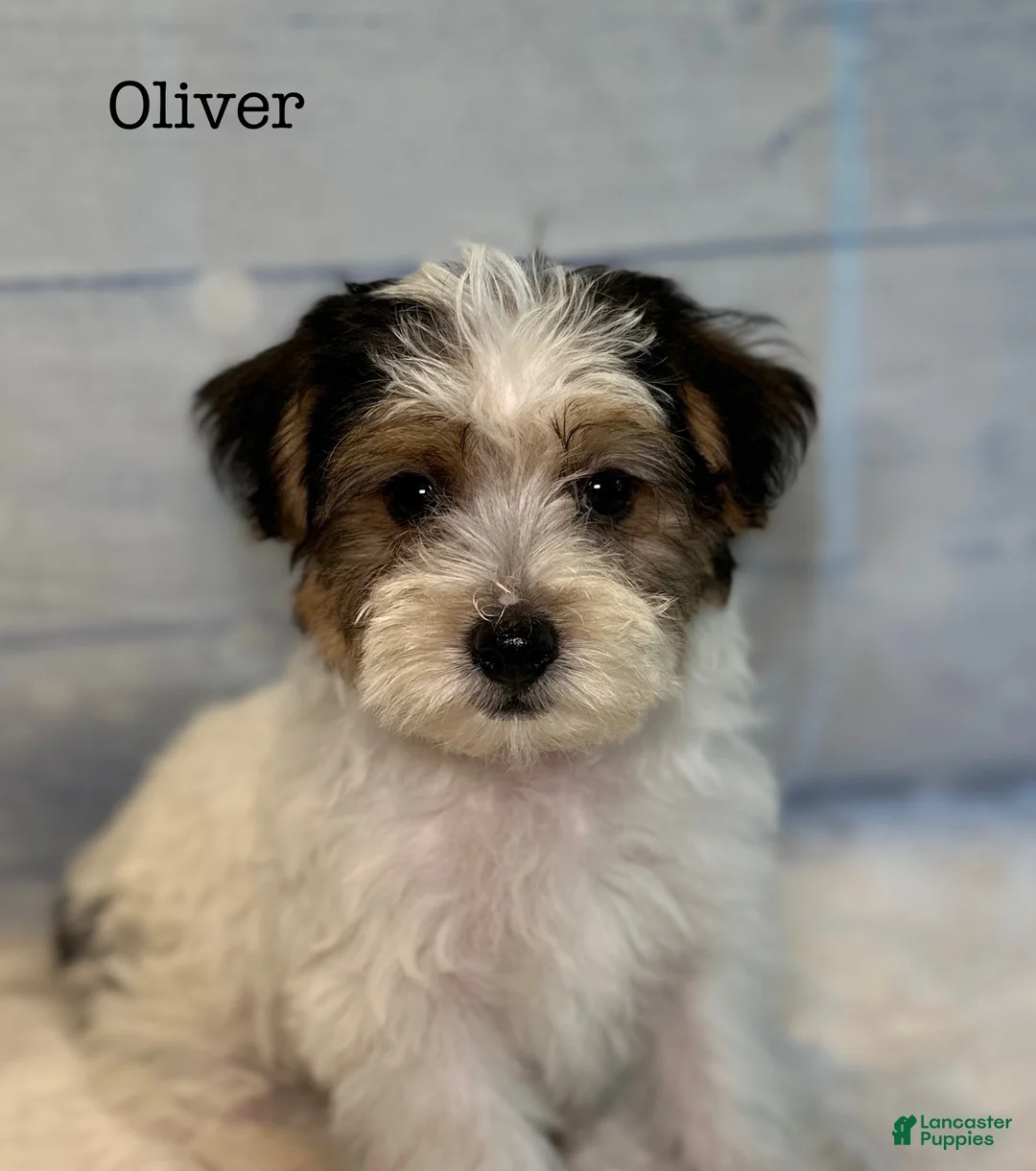 Yorkiepoo dogs for sale: Oliver - Ad 1