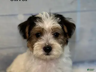 Yorkiepoo dogs Oliver - Ad 27