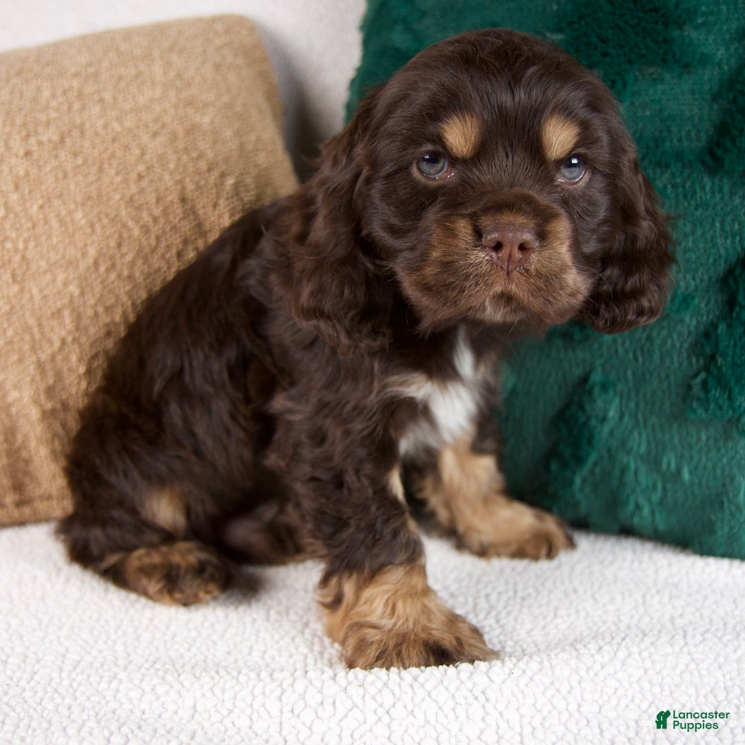 Cocker Spaniel dogs for sale: Riley - Ad 2