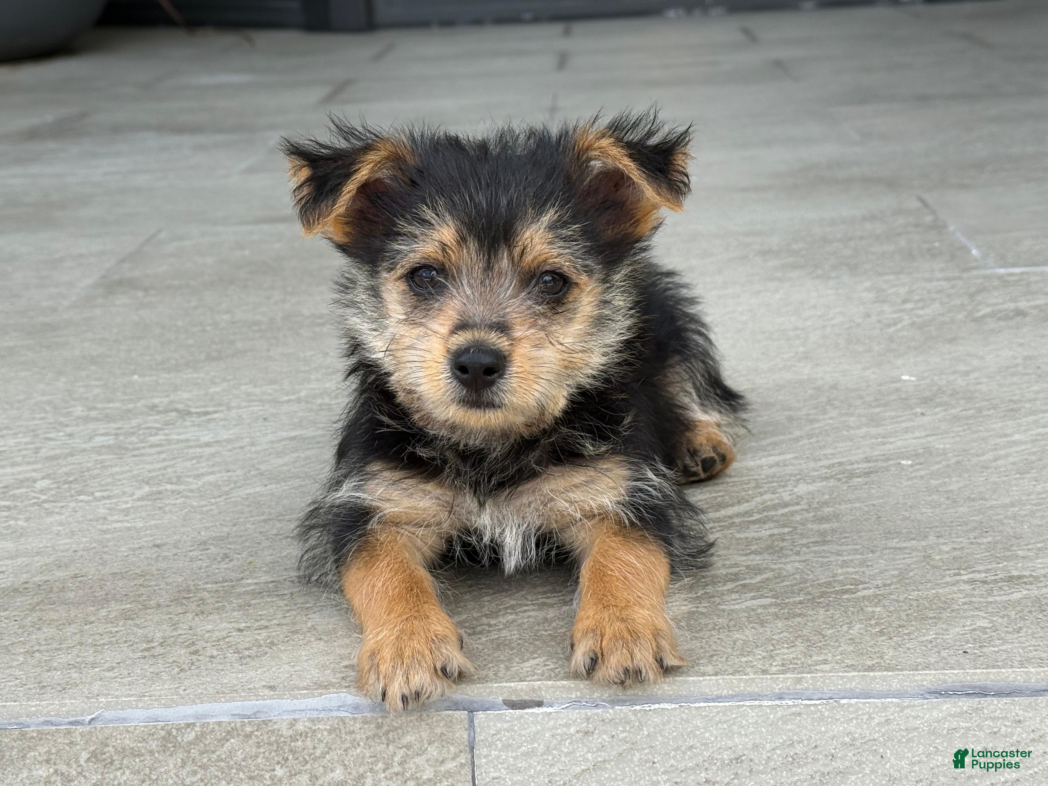 Mixed Breed dogs Yorkie 1 - Ad 1