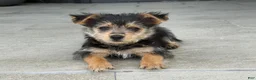 Mixed Breed dogs for sale: Yorkie 1 - Ad 1