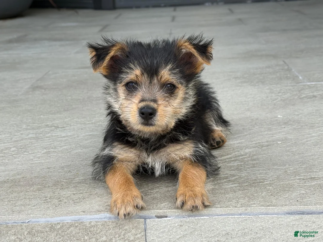 Mixed Breed dogs for sale: Yorkie 1 - Ad 1