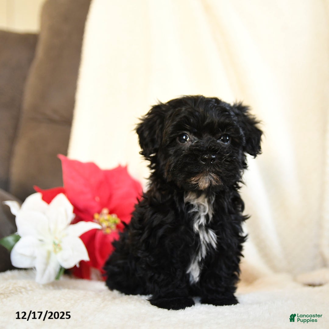 Teddy Bear dogs for sale: Licorice - Ad 5