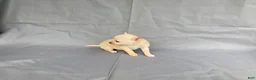 Chihuahua dogs for sale: Milo - Ad 7