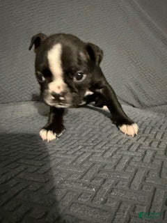 Boston Terrier dogs Prancer - Ad 18