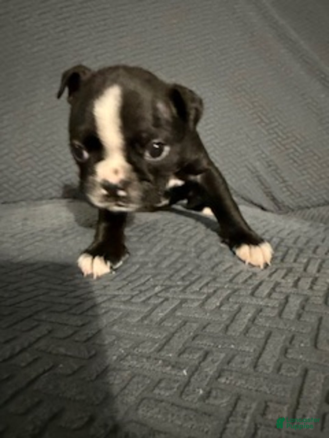 Boston Terrier dogs for sale: Prancer - Ad 1